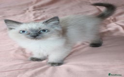 Ragdoll cats for sale: Purebred Ragdoll  - Image 3