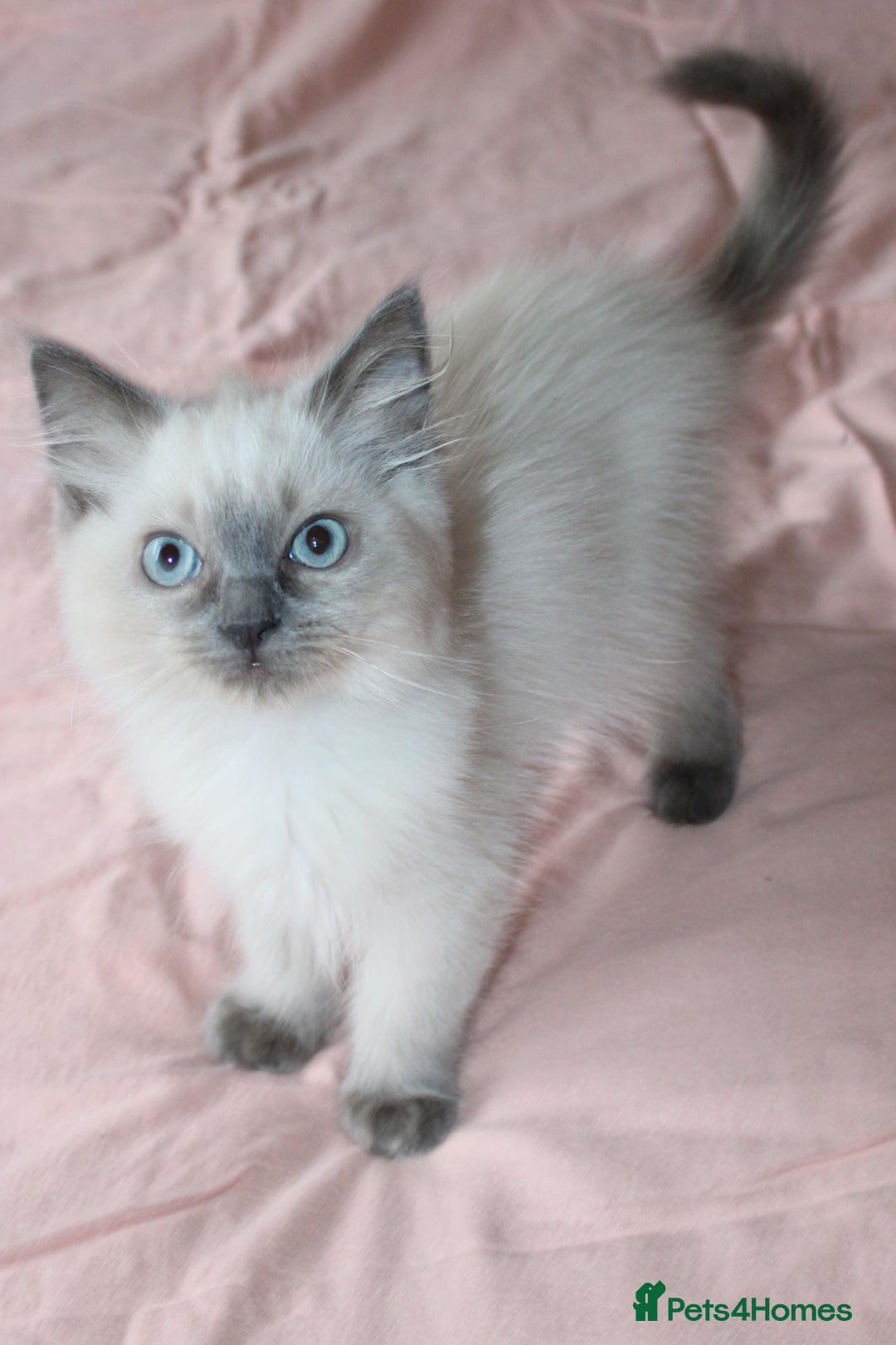 Ragdoll cats for sale: Purebred Ragdoll  - Image 3