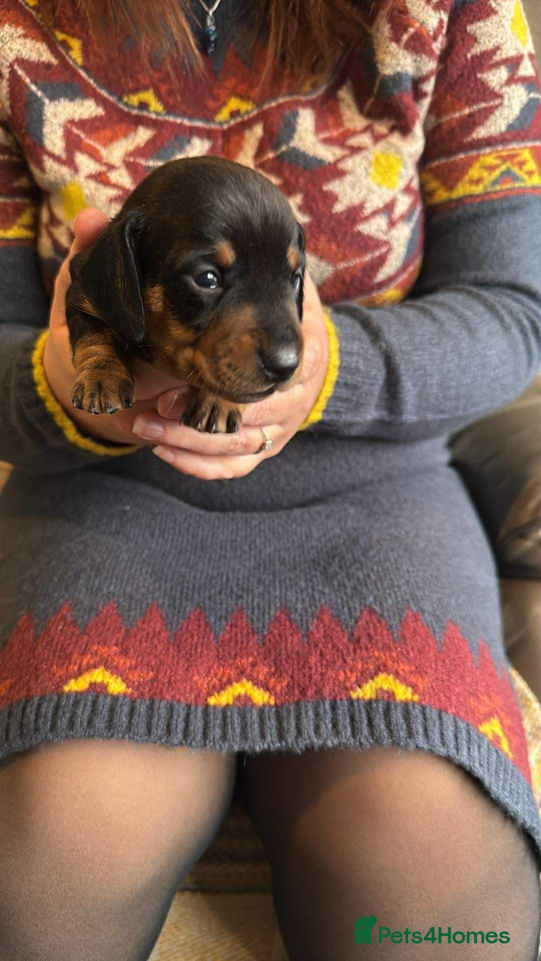 Miniature Dachshund dogs for sale: Miniature Dachshund Puppies ready to go 3/12/25 - Advert 13