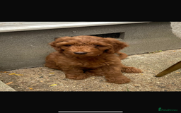 Aussiedoodle dogs for sale: Australian labradoodle puppies  - Image 4