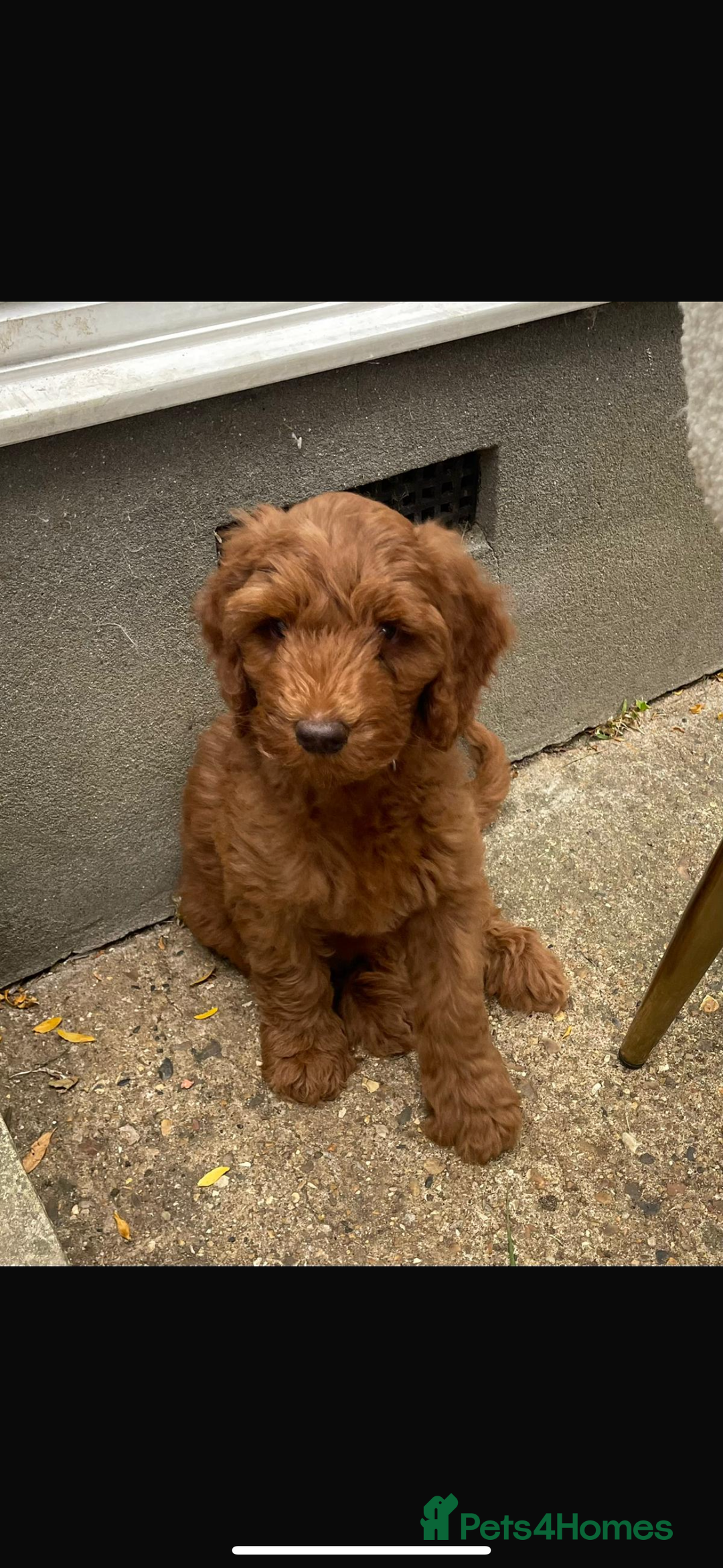 Aussiedoodle dogs for sale: Australian labradoodle puppies  - Image 4
