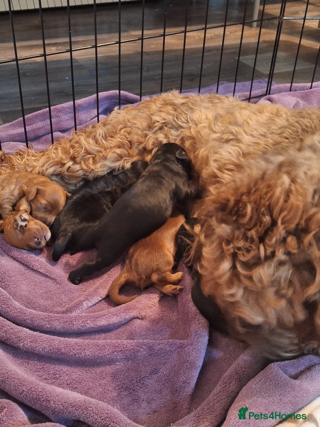 Cockapoo dogs for sale: Cockapoo puppies - Advert 16