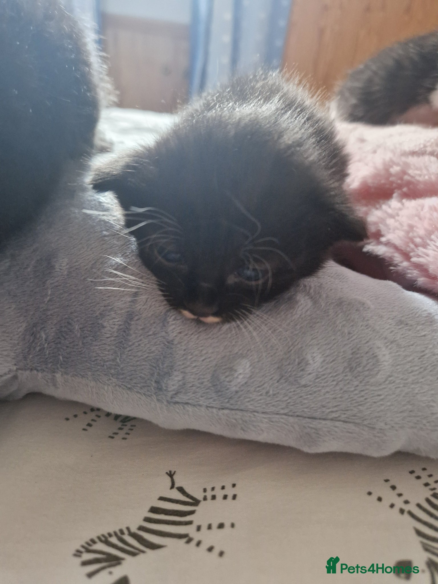 Mixed Breed cats for sale: Cat Tuxedo (Felix) - Advert 1