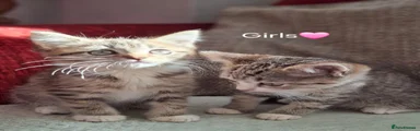 British Shorthair 3