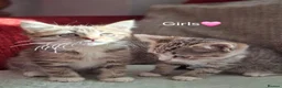 British Shorthair cats for sale: Gorgeous kittens! - Advert 2