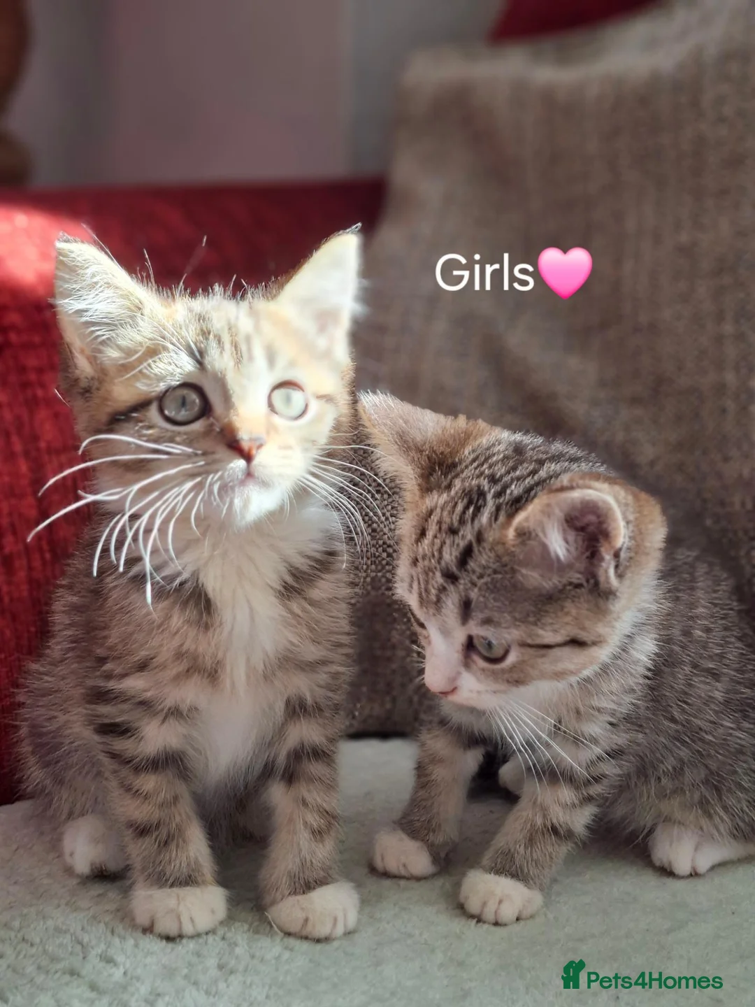 British Shorthair cats for sale: Gorgeous kittens! - Advert 2