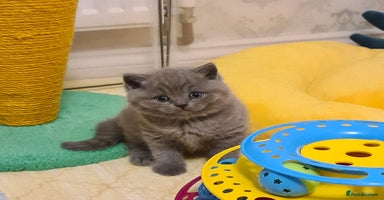 British Shorthair cats - Advert 1