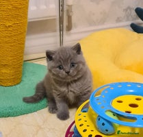 British Shorthair cats - Advert 1