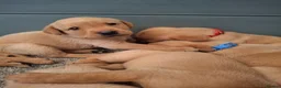Labrador Retriever dogs for sale: Red fox labrador puppy's  - Advert 3