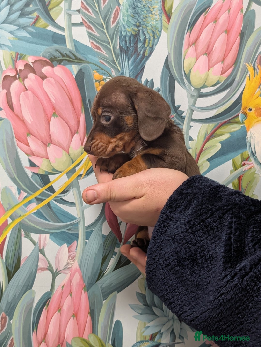 Miniature Dachshund dogs for sale: Tiny Miniature Dachshunds!! DNA CLEAR - Advert 5