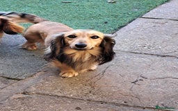 Miniature Dachshund dogs for sale: Gorgeous shaded cream boy and girl - Image 17