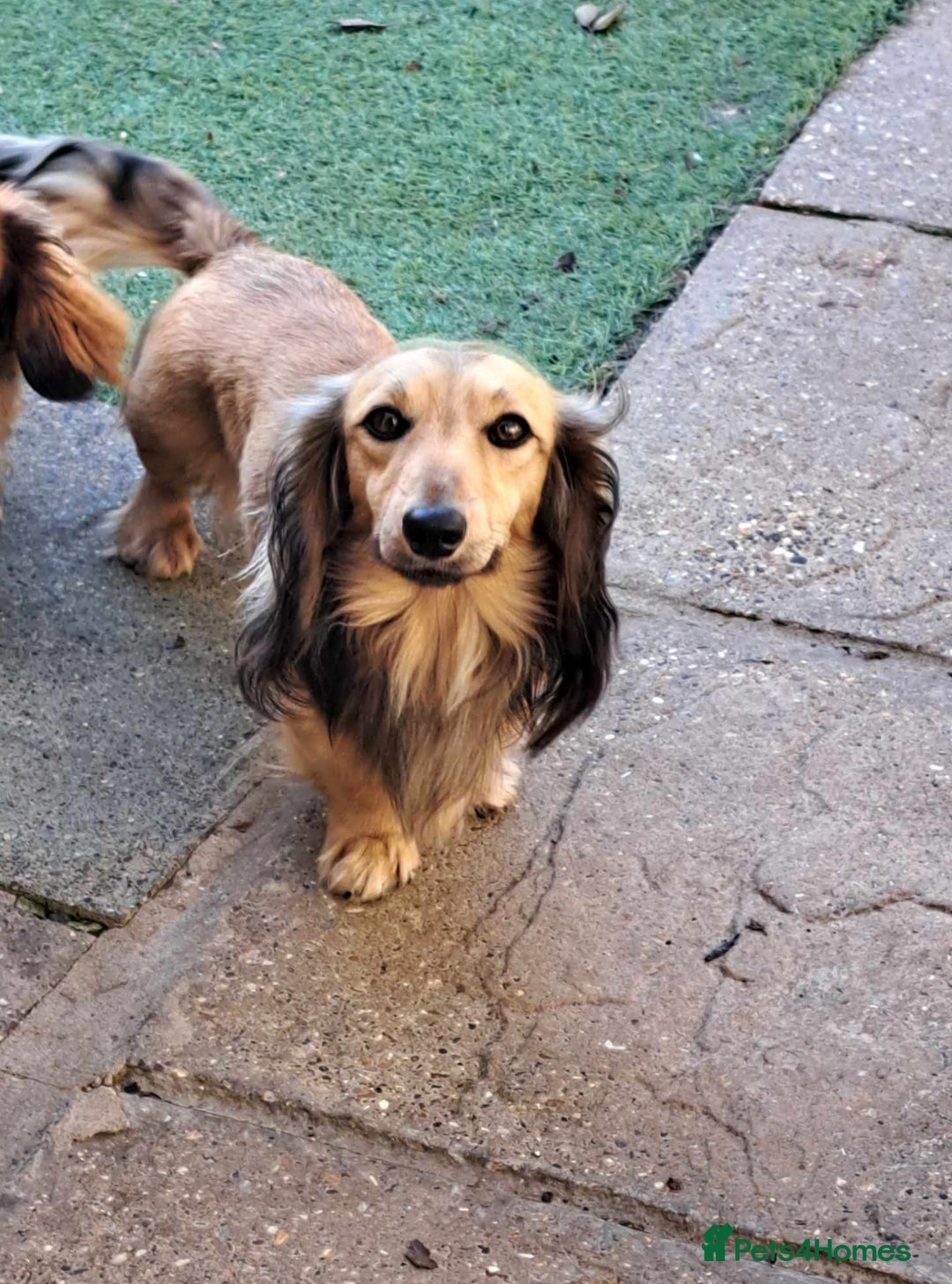 Miniature Dachshund dogs for sale: Gorgeous shaded cream boy and girl - Image 17