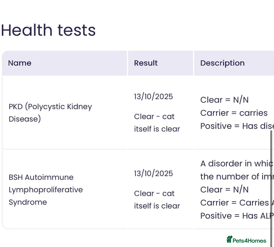 British Shorthair cats for stud: GCCF registered cinnamon British short haired  - Advert 5