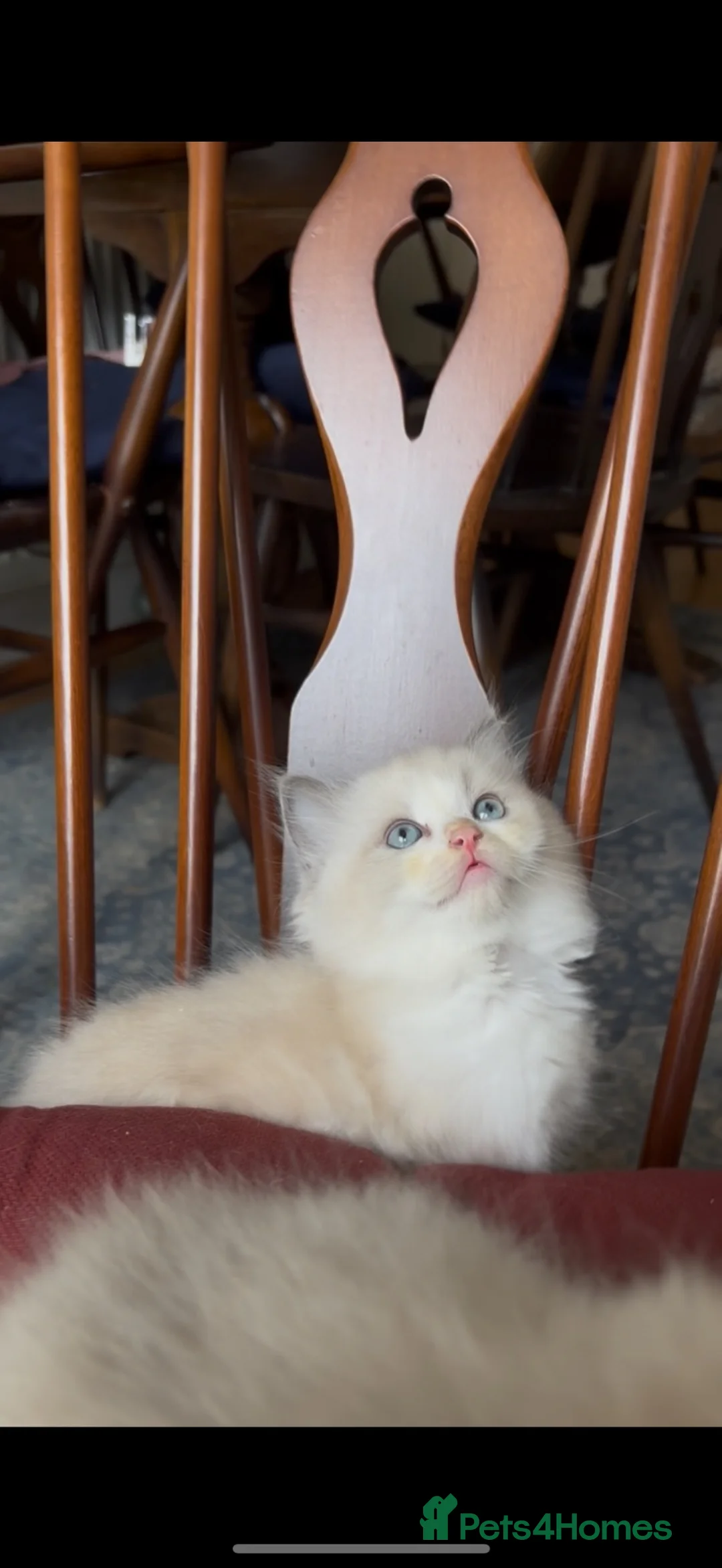 Ragdoll cats for sale: 🌟TICA🌟Champion Ragdoll🏆🏆🏆 - Advert 2