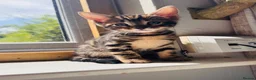 Mixed Breed cats for sale: Bencoon kittens Maine Coon x Bengal  - Advert 1