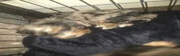 Poochon dogs for sale: 4 beautiful poochon puppys for sale  - Advert 9