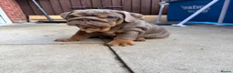 English Bulldog dogs for sale: Gorgeous KC English Bulldog Puppies🐶 - Advert 20