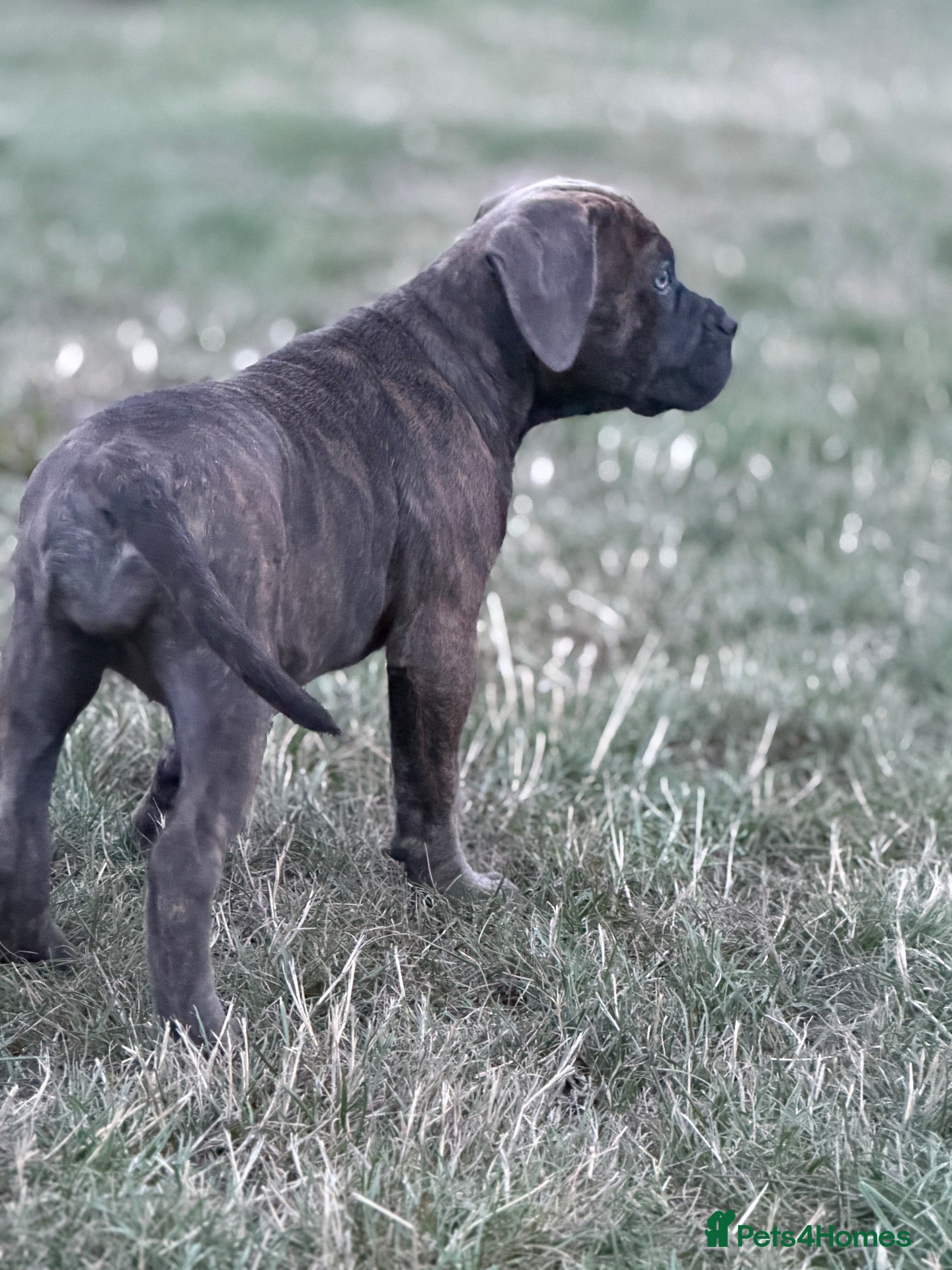 Cane Corso dogs 🐾 Balestra Magica Corso – Litter “K” 🐾 IKC/FCI - Advert 2