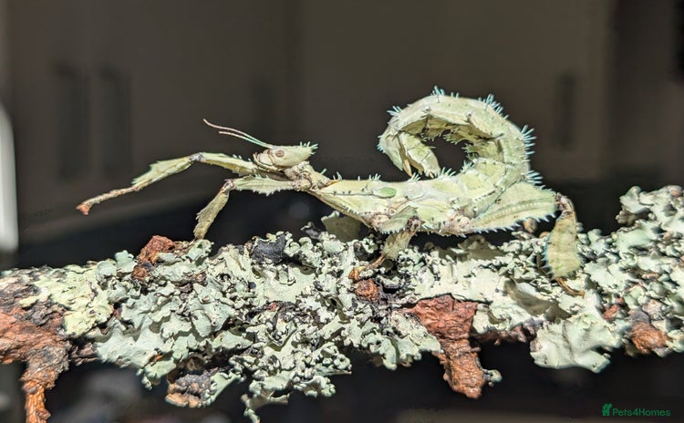 Stick Insects invertebrates - Advert 1