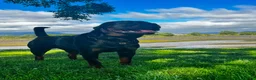 Rottweiler dogs for stud: Alfie  - Advert 15