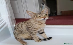 Savannah cats for sale: Pedigree Early generation TICA Reg Savannah Lady in Darlington - Image 2