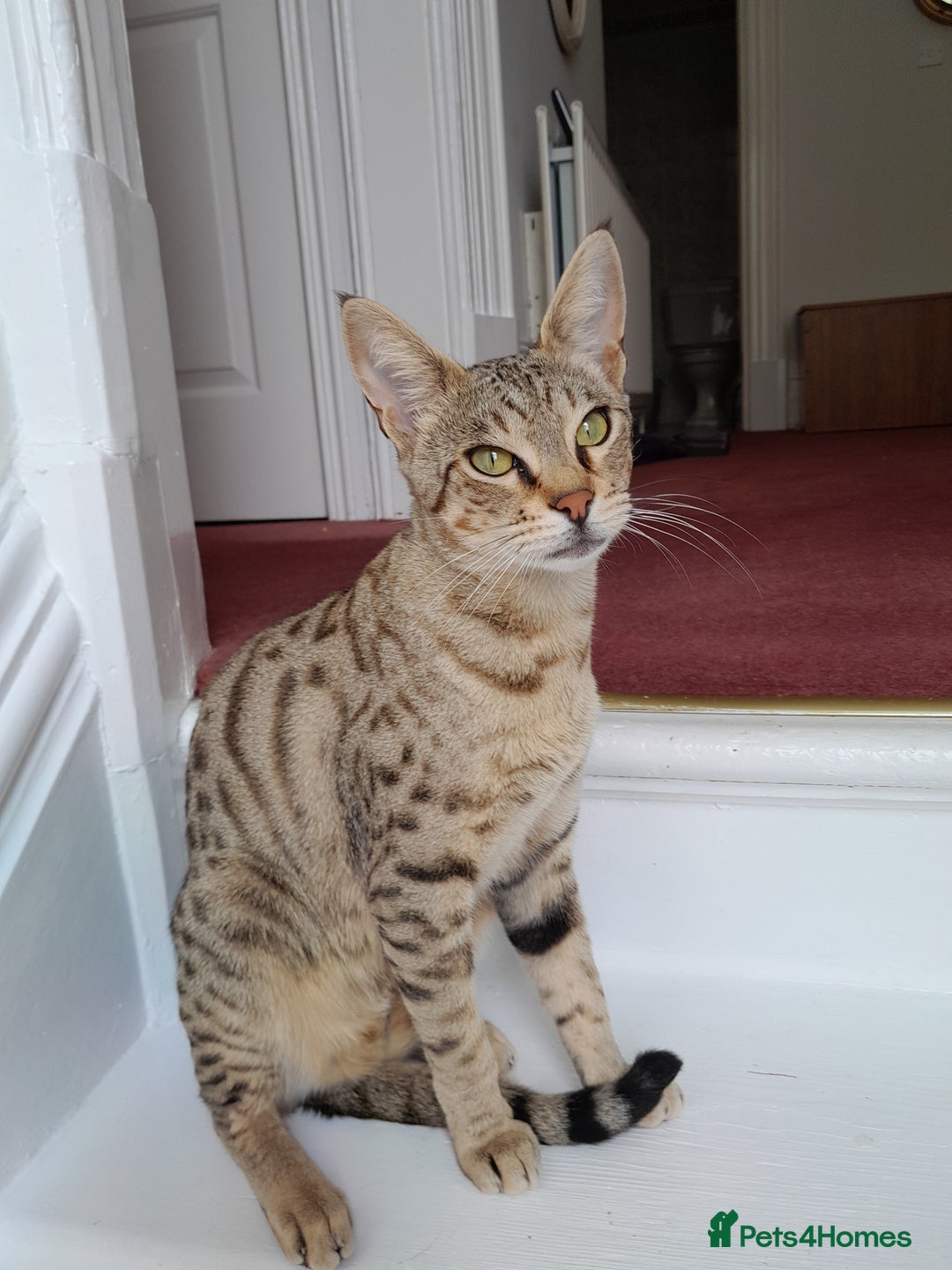 Savannah cats for sale: Pedigree Early generation TICA Reg Savannah Lady in Darlington - Image 2