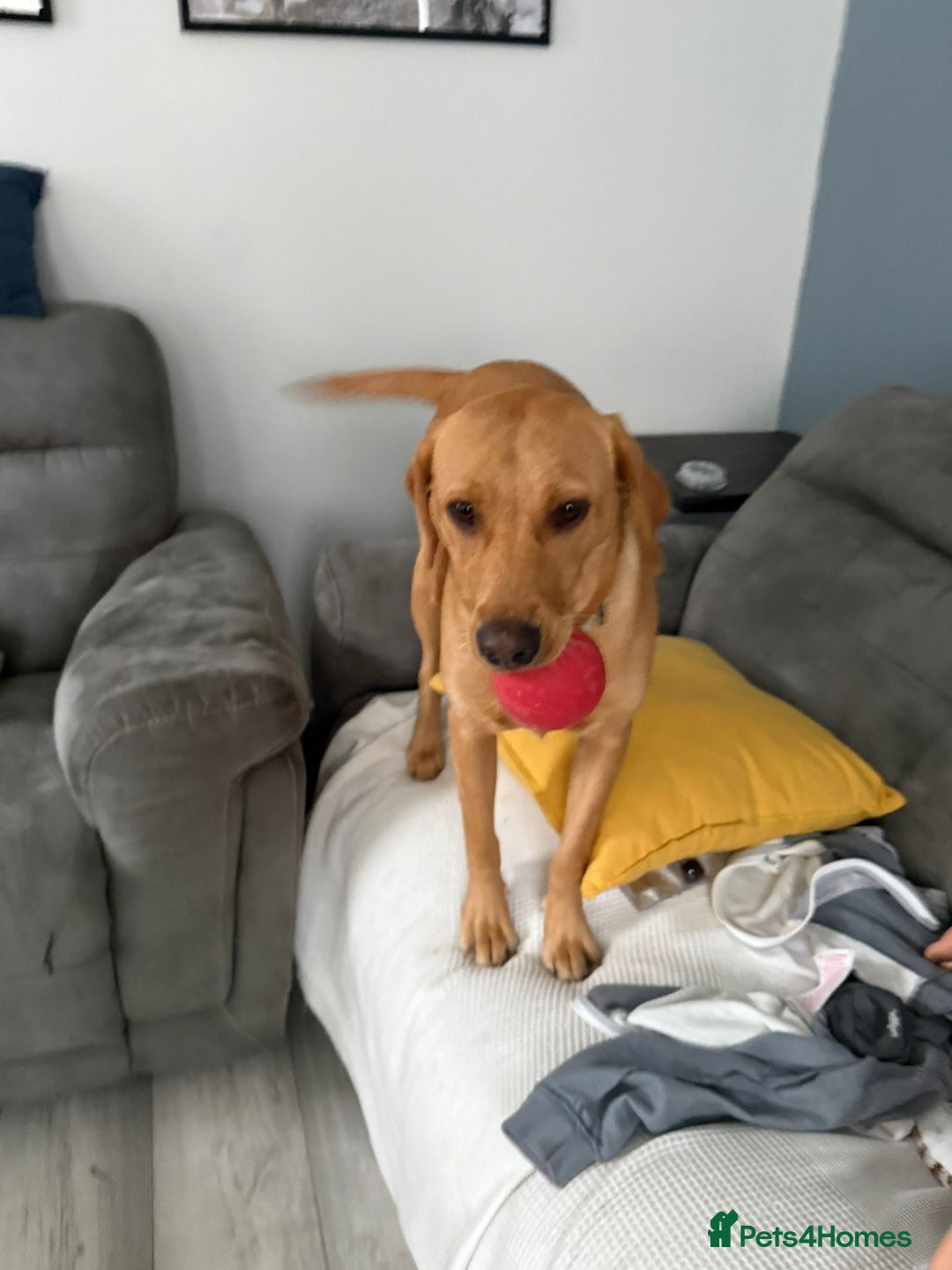 Labrador Retriever dogs for sale: Labrador retriever/aurora  - Advert 1