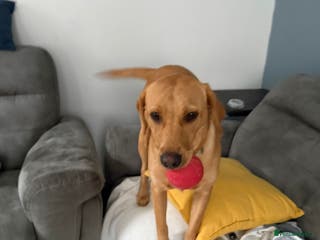 Labrador Retriever dogs Labrador retriever/aurora - Advert 18