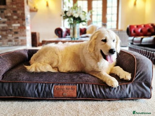 Golden Retriever dogs - Advert 2