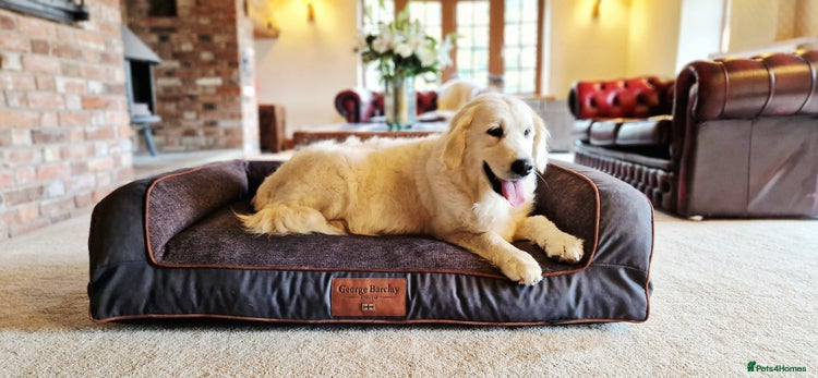 Golden Retriever dogs - Advert 1