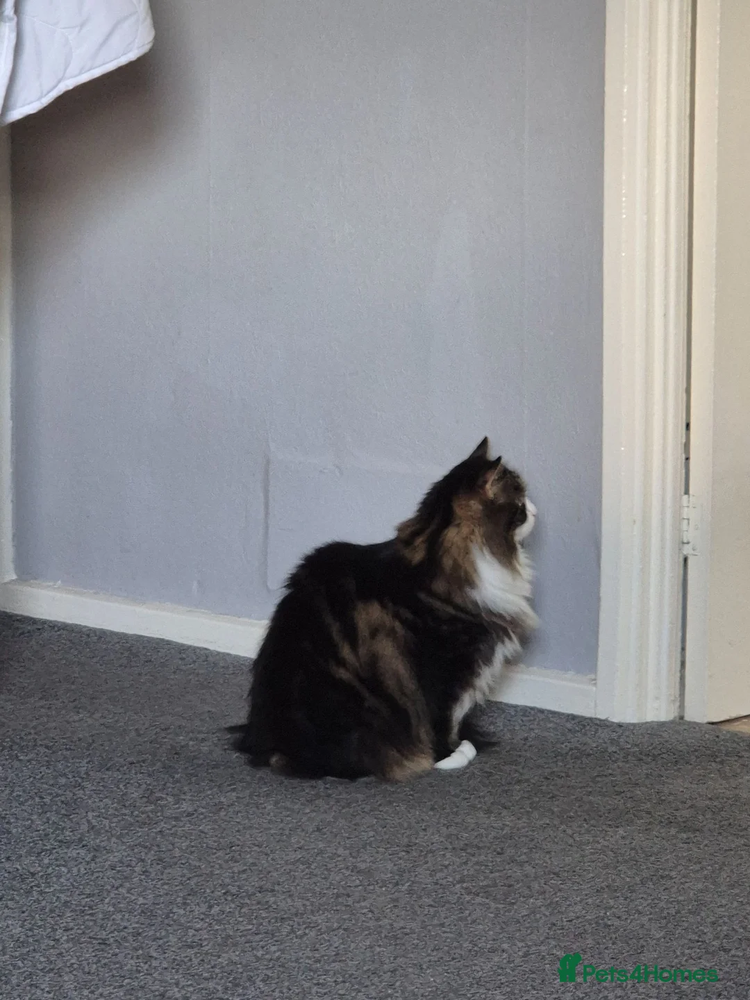 Norwegian Forest Cat cats for sale: Cat for sale - Advert 2