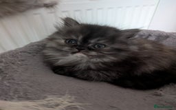 Persian cats for sale: Beautiful Persian kittens  - Image 1