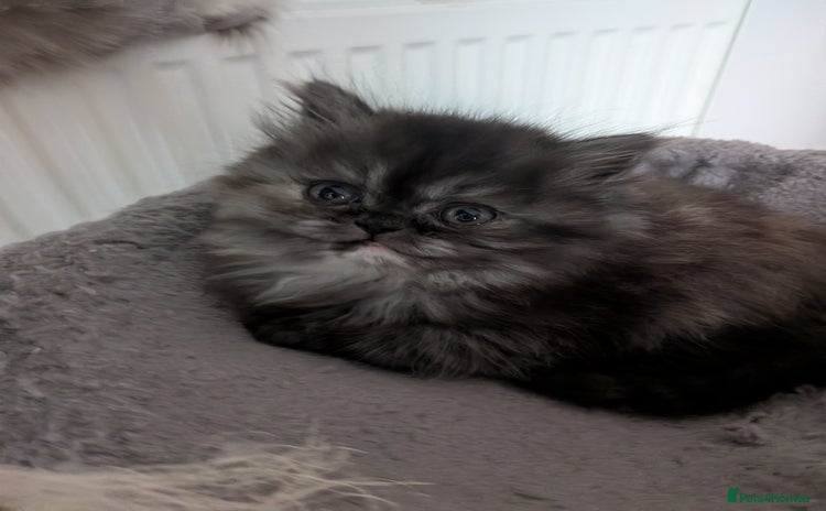 Persian cats - Advert 2