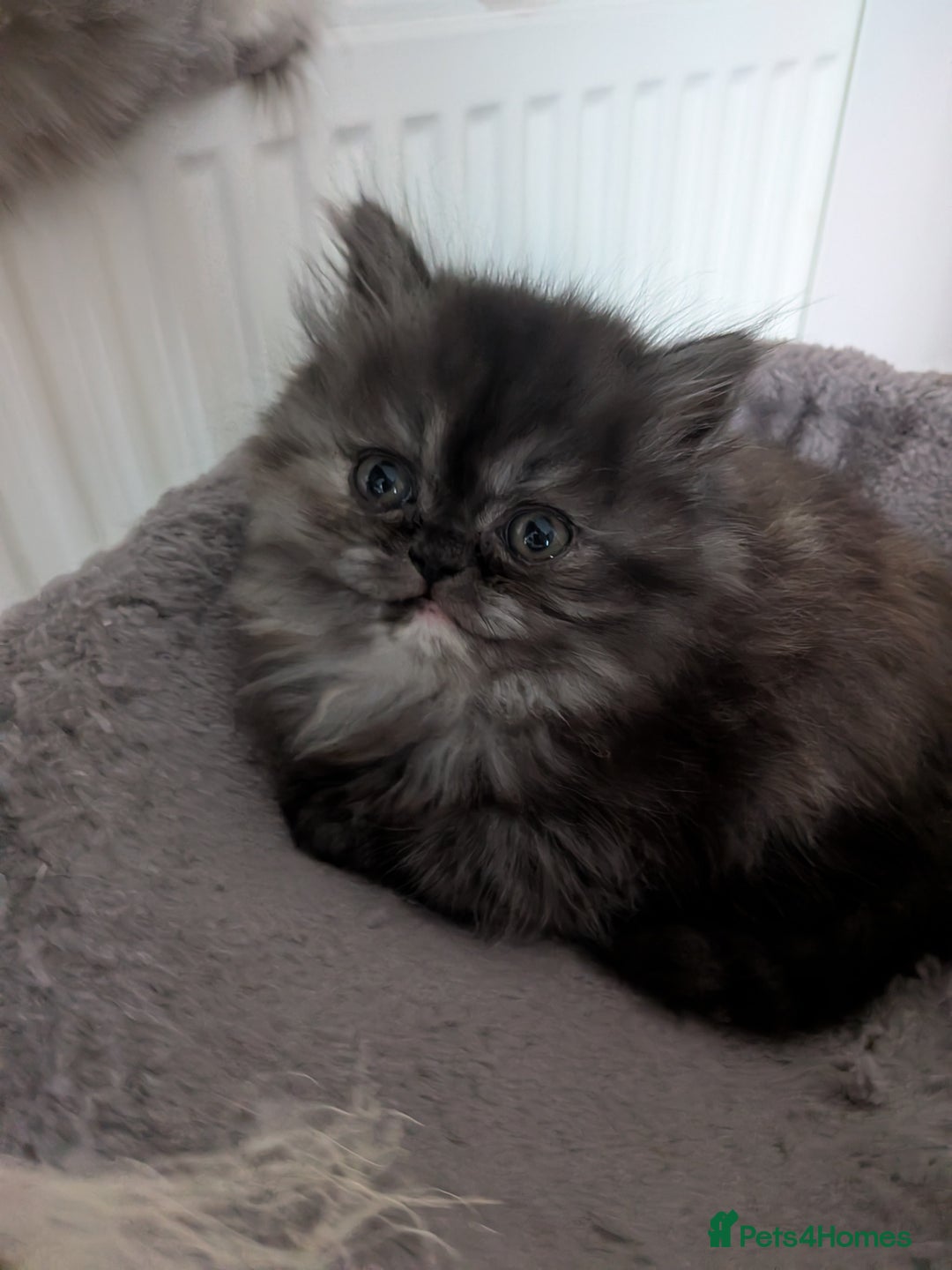 Persian cats for sale: Beautiful Persian kittens  - Image 1