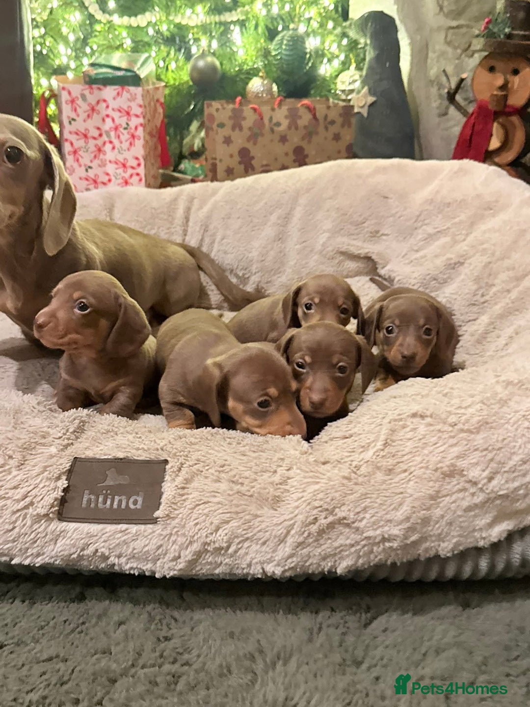 Dachshund dogs for sale: Dachshund puppies - Advert 3