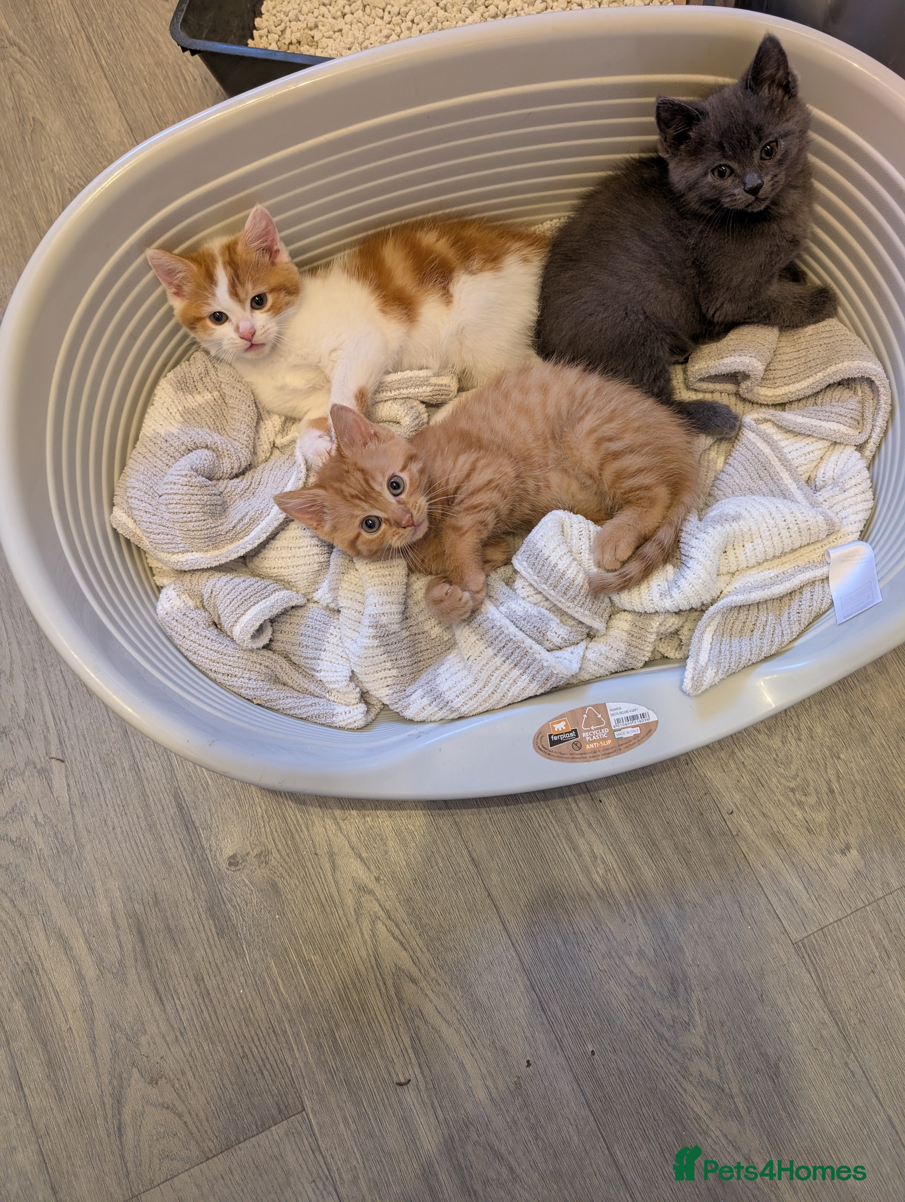 Mixed Breed cats Persian/ragdoll/mix - Advert 17