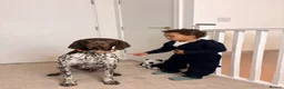 German Shorthaired Pointer dogs for sale: German shorthaired pointer - trained 18m in Gravesend - Advert 5