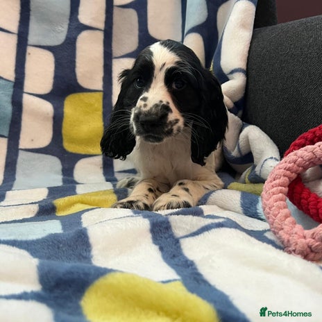 Cocker Spaniel dogs - Advert 2