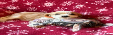 Cavalier King Charles Spaniel 5