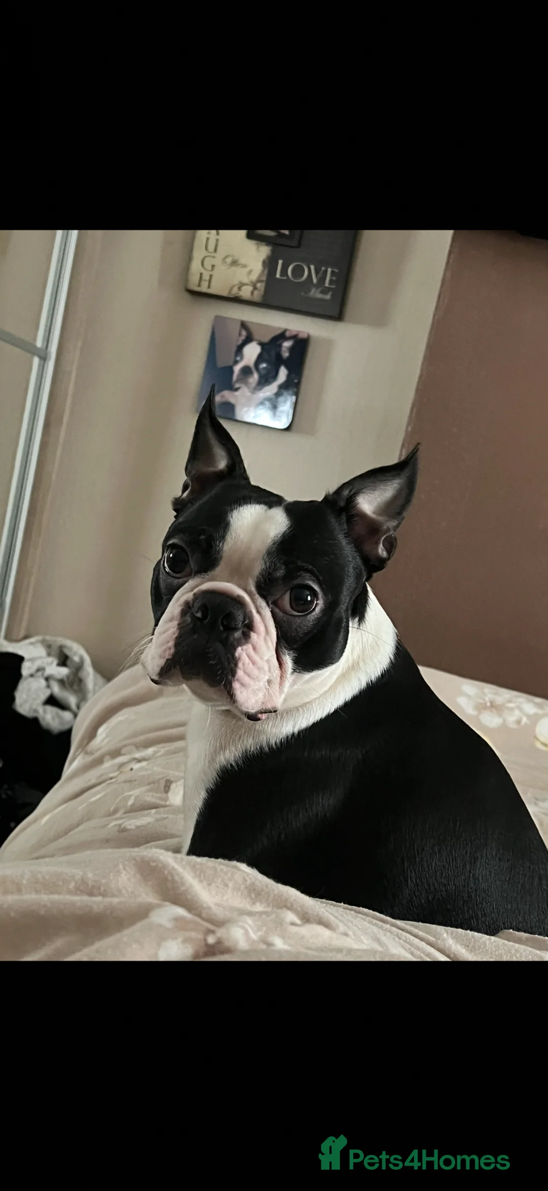 Boston Terrier dogs for sale: Kc Boston Terrier Puppies - Advert 2