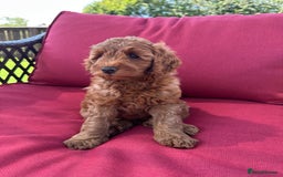 Cockapoo dogs for sale: Westcraigs Cockapoos - Image 26