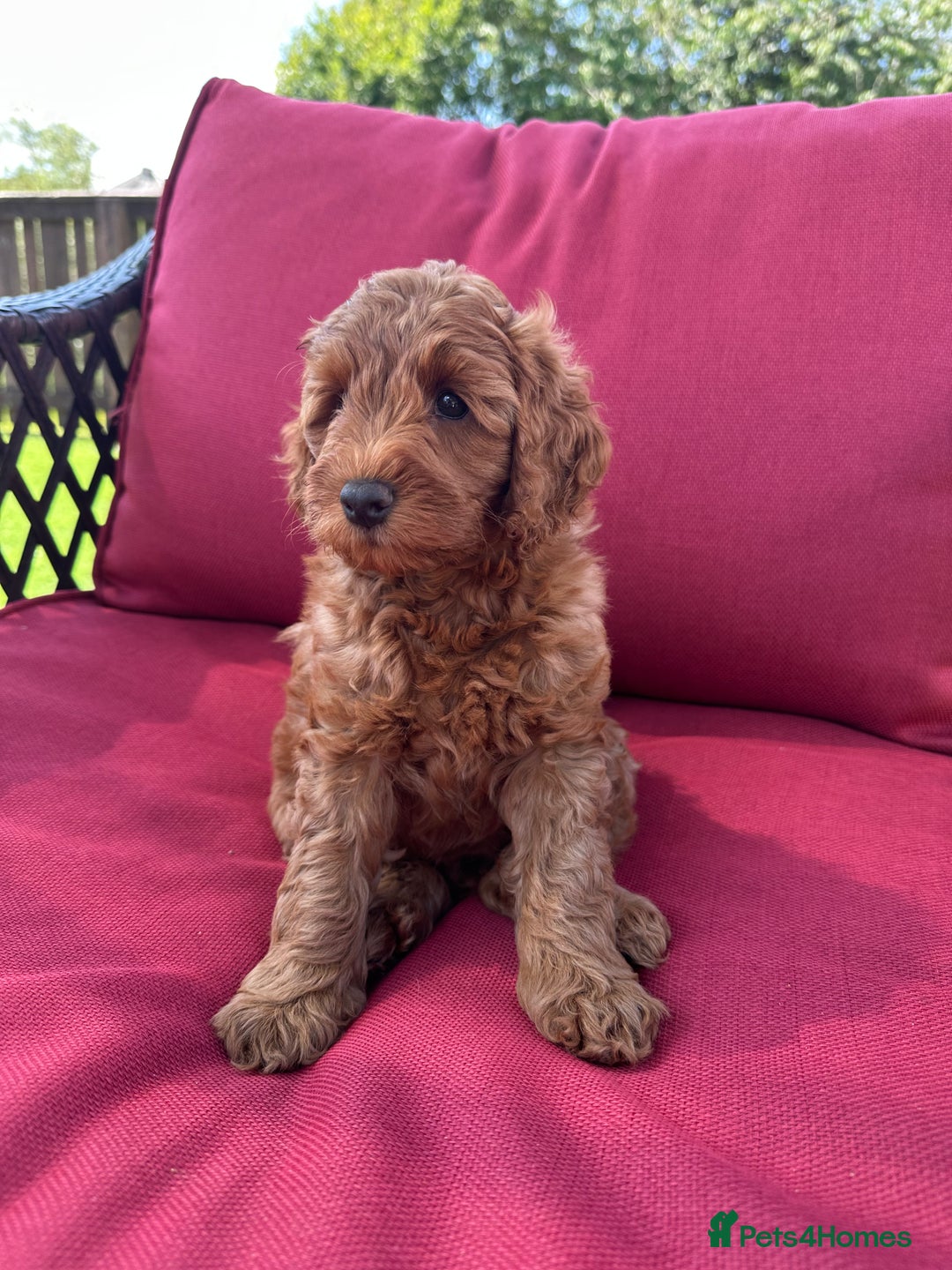 Cockapoo dogs for sale: Westcraigs Cockapoos - Image 26