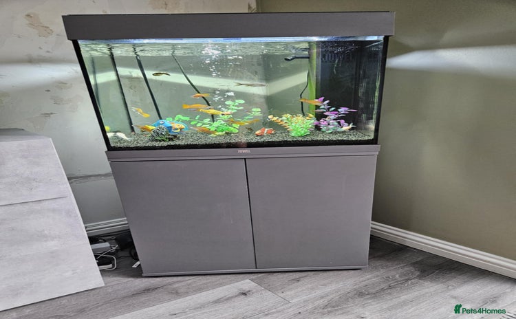 Fancy Goldfish fish - Advert 1