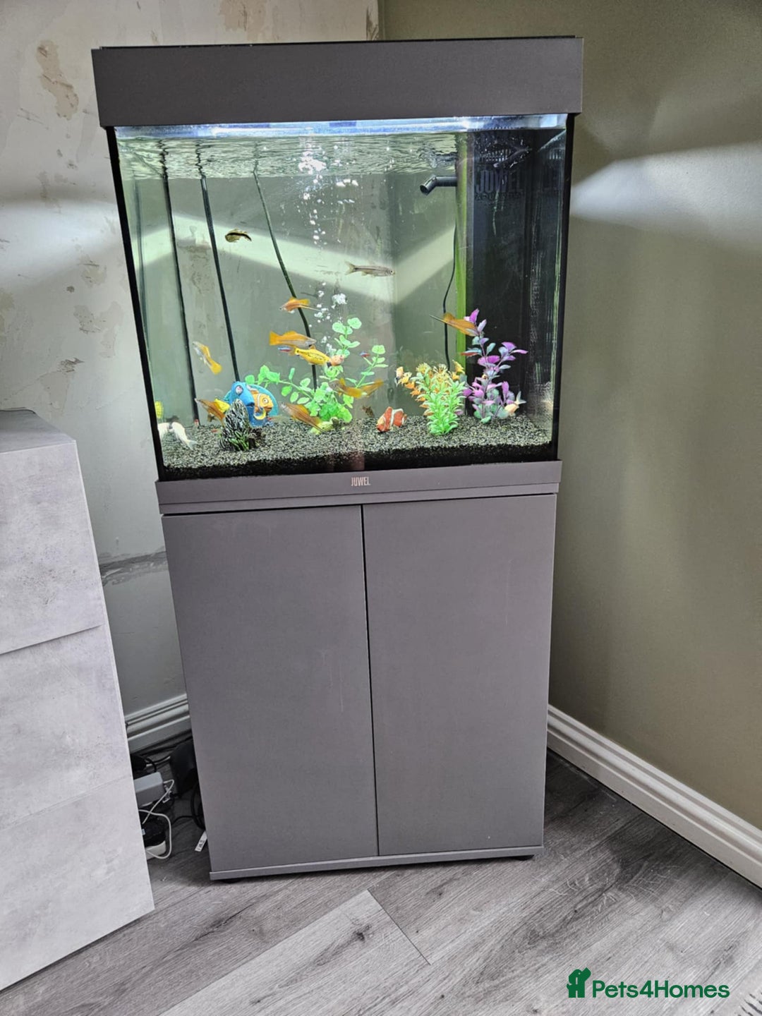 Fancy Goldfish fish for sale: Jewel fish tank and tropical fish  - Image 1