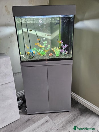 Fancy Goldfish fish - Advert 9