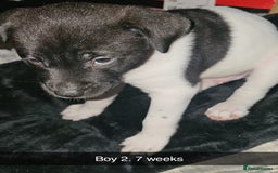 Mixed Breed dogs for sale: American akita x staffy pups for sale ONE LEFT - Image 18