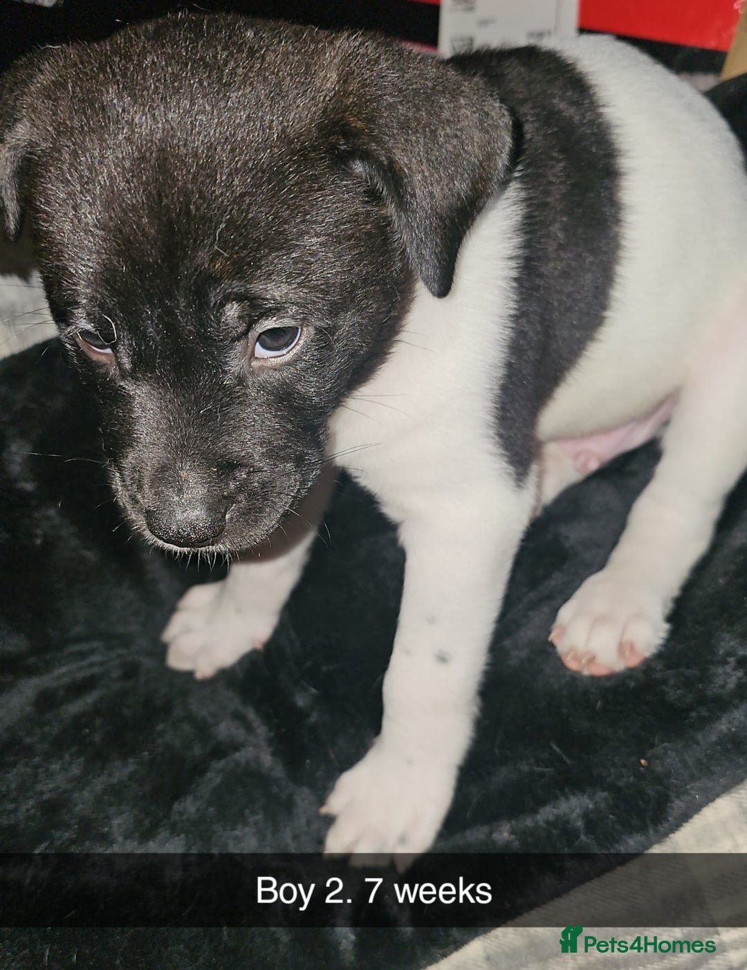 Mixed Breed dogs for sale: American akita x staffy pups for sale ONE LEFT - Image 18