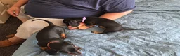 Dachshund dogs for sale: Stunning Standard Smooth hair Dachshund Puppies. - Advert 29