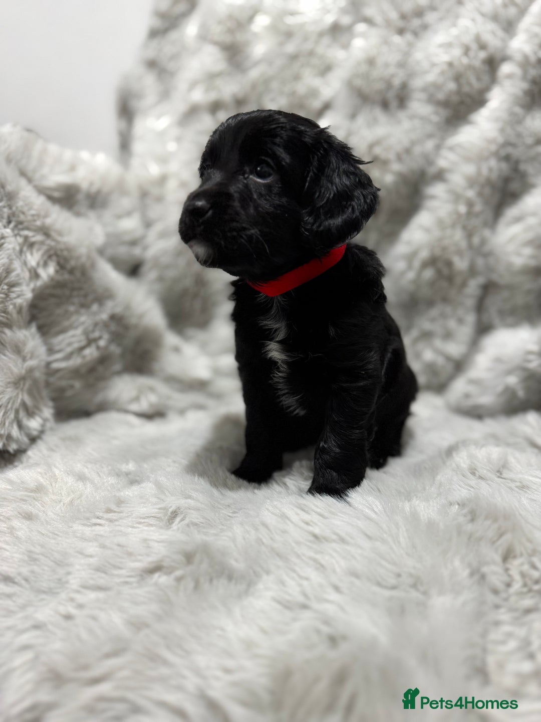 Cockapoo dogs for sale: F2 cockapoo puppies  - Advert 17