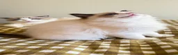 Ragdoll cats for sale: 🏆 RAGDOLL KITTENS 🏆 SHOW QUALITY  - Advert 5